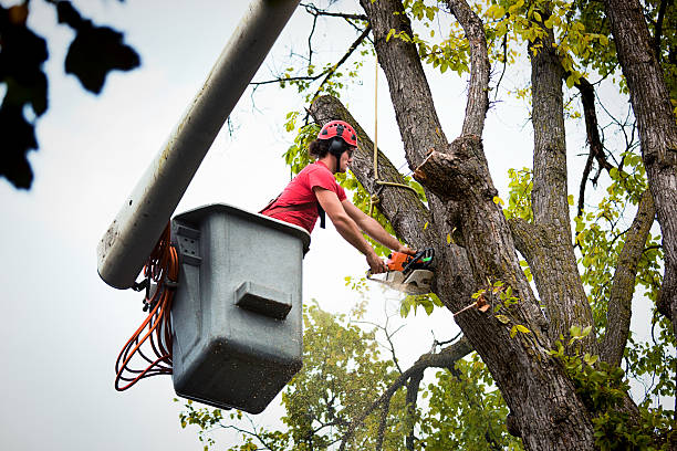 Best Tree Branch Trimming  in , GA